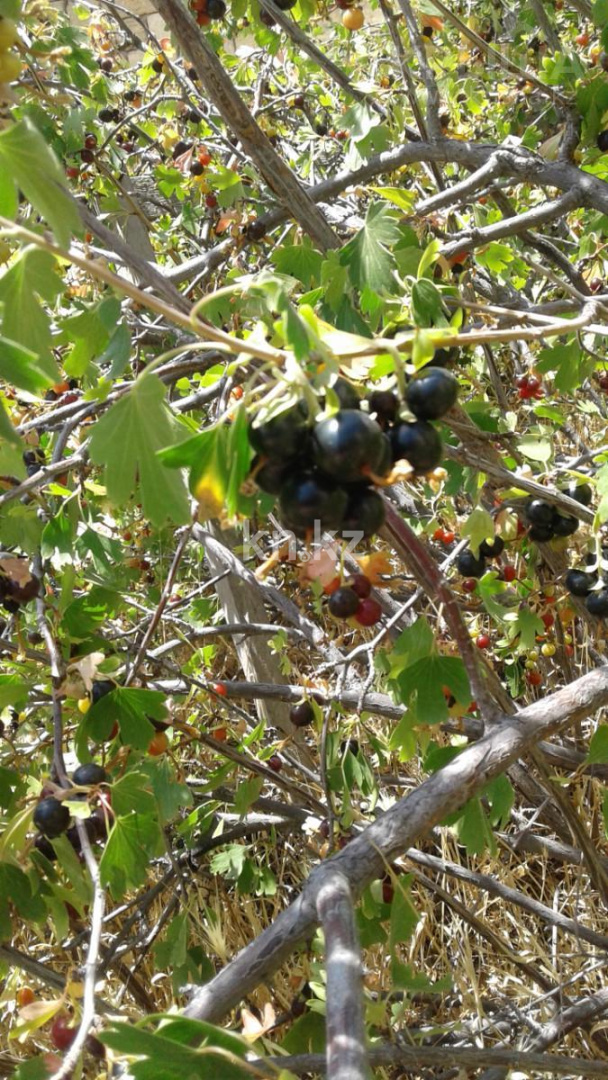 Продажа земельного участка, 1573 м², Умирзак в Актау - фото 6