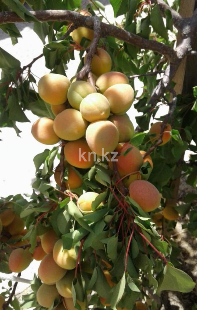 Продажа земельного участка, 1573 м², Умирзак в Актау - фото 10