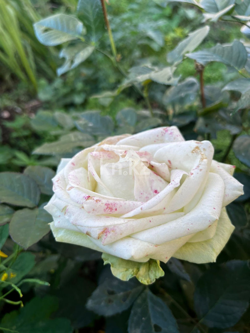 Продажа дачи, 21 сот. в Темиртау - фото 24