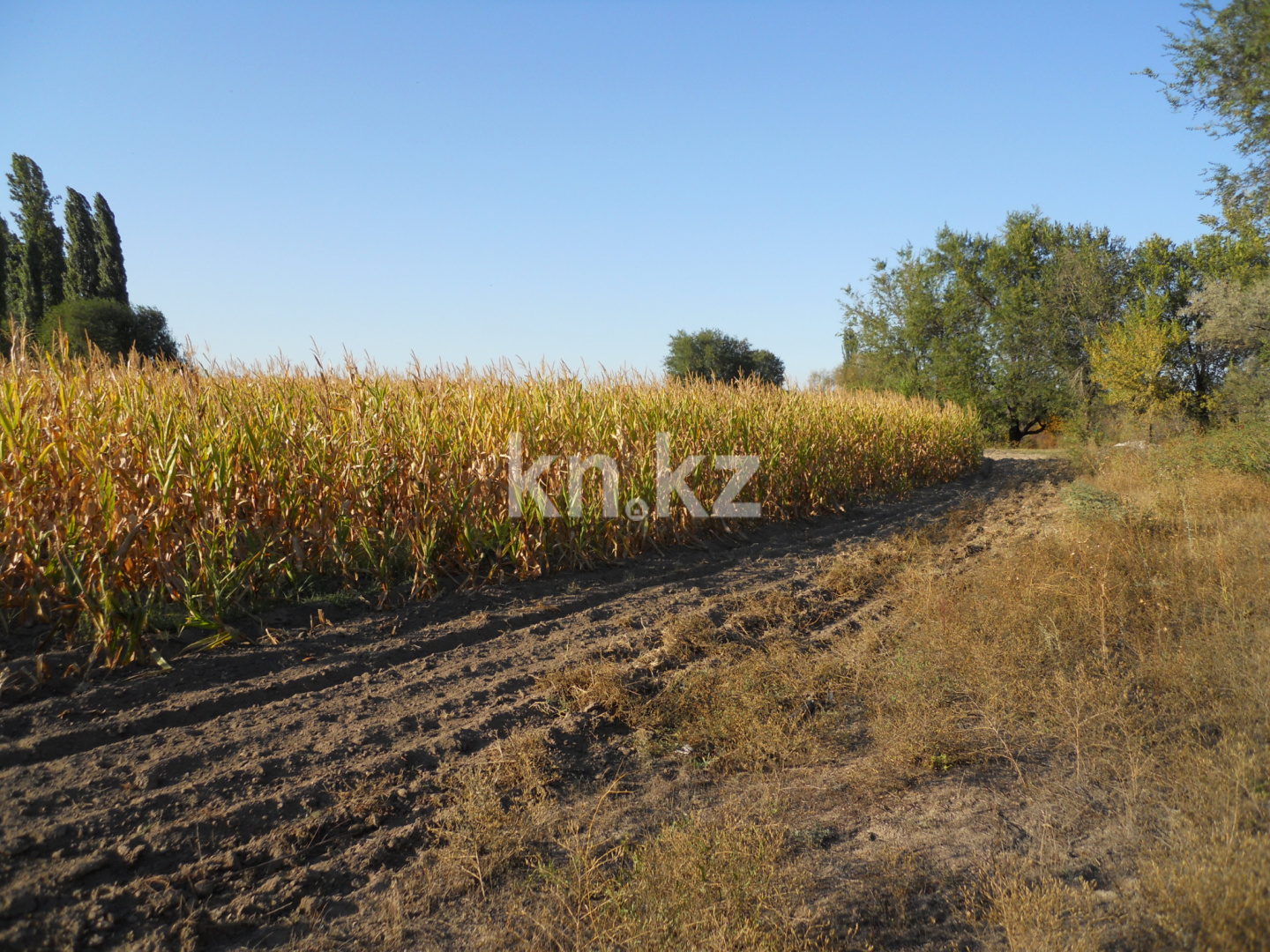 Продажа земельного участка, 10 га, Жанашар в Алматинской области - фото 4