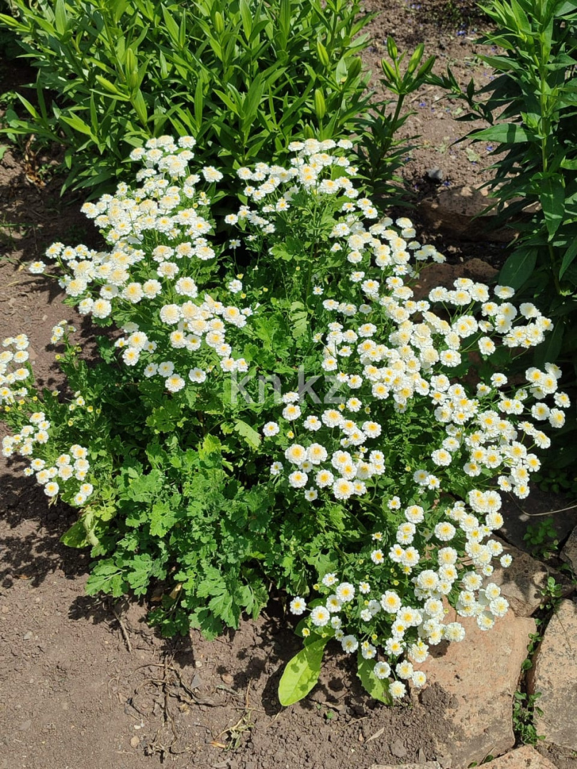 Продажа 4-комнатного дома, 83.8 м² в Акмолинской области - фото 10