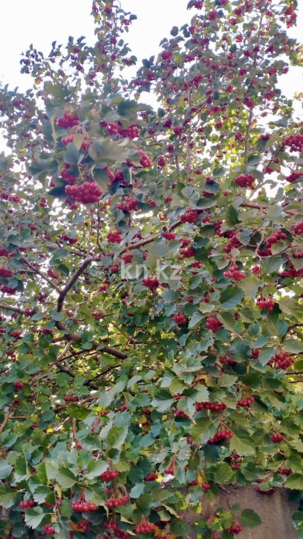 Продажа дачи, 12 сот., Елочка в Караганде - фото 30