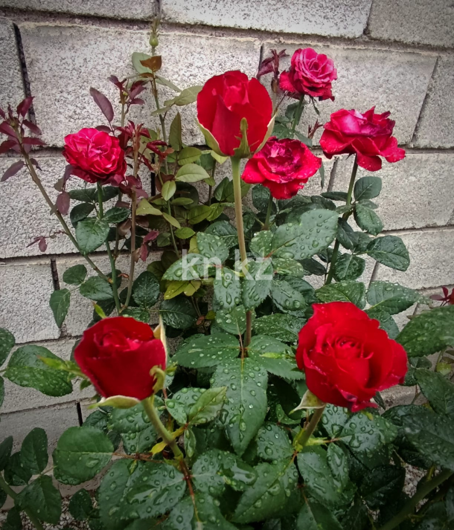 Продажа 4-комнатного дома, 128 м², Талапкер в Алматинской области - фото 4