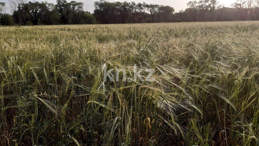 Продажа земельного участка, 635 сот., Байтерек п. в Алматинской области - фото 5