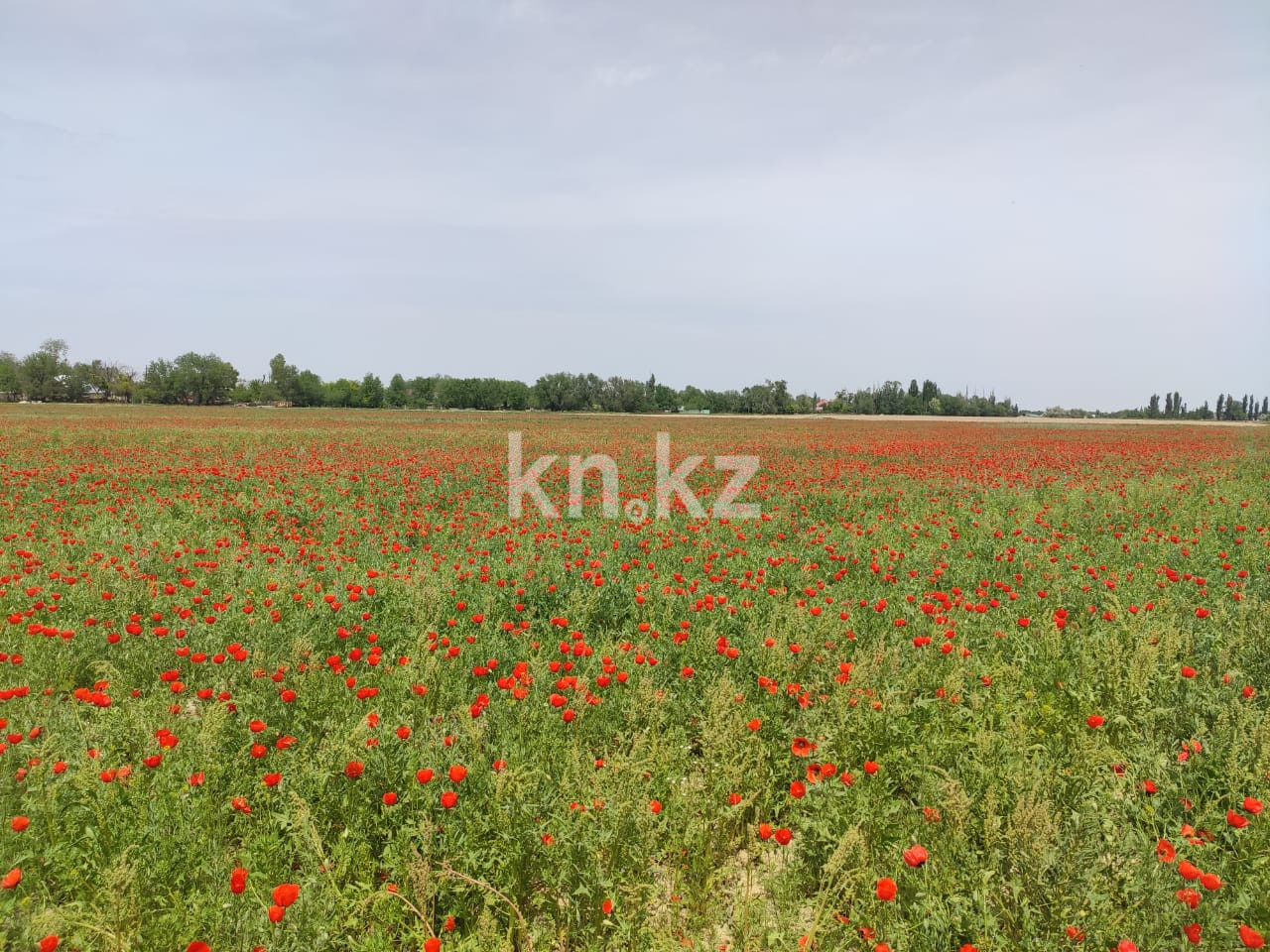 Продажа участка, 170 га в Алматинской области