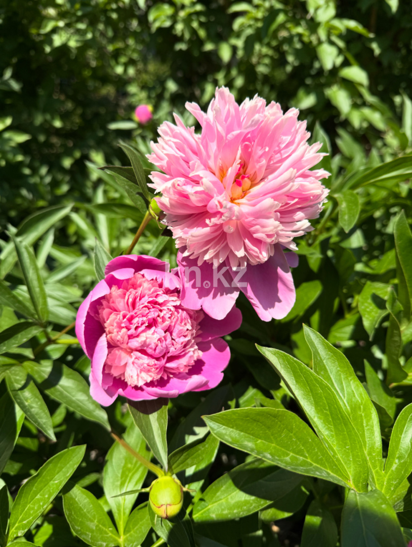 Продажа дачи, 11.4 сот., ул. Озёрная в Темиртау - фото 5