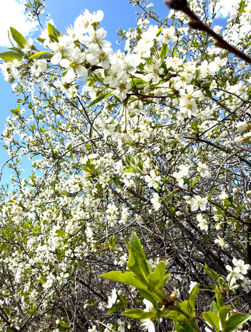 Продажа дачи, 11.4 сот., ул. Озёрная в Темиртау - фото 7