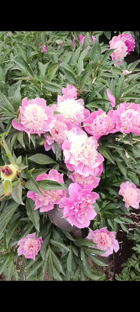 Продажа дачи, 8.5 сот. в Актобе - фото 11