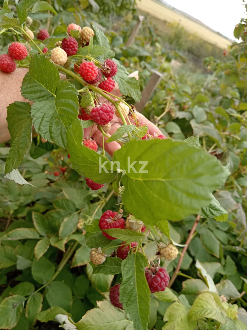 Продажа дачи, 21 сот. в Темиртау - фото 9