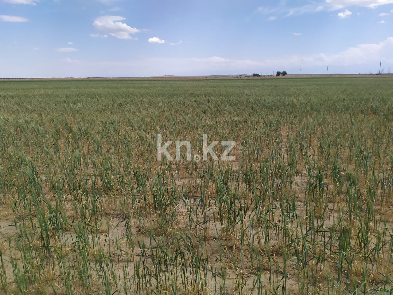 Продажа земельного участка, 4315 га, Участок 4315 в Алматинской области - фото 4