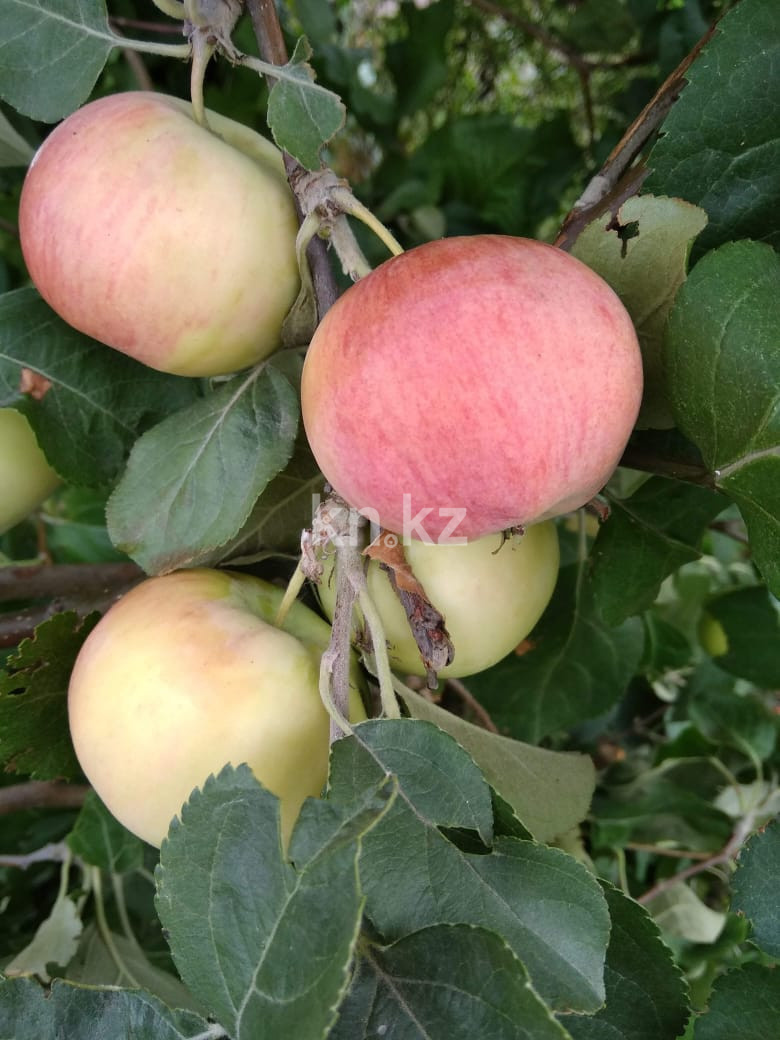 Продажа 3-комнатного дома, 80 м², Сейфуллина, дом  125 в Павлодаре - фото 10