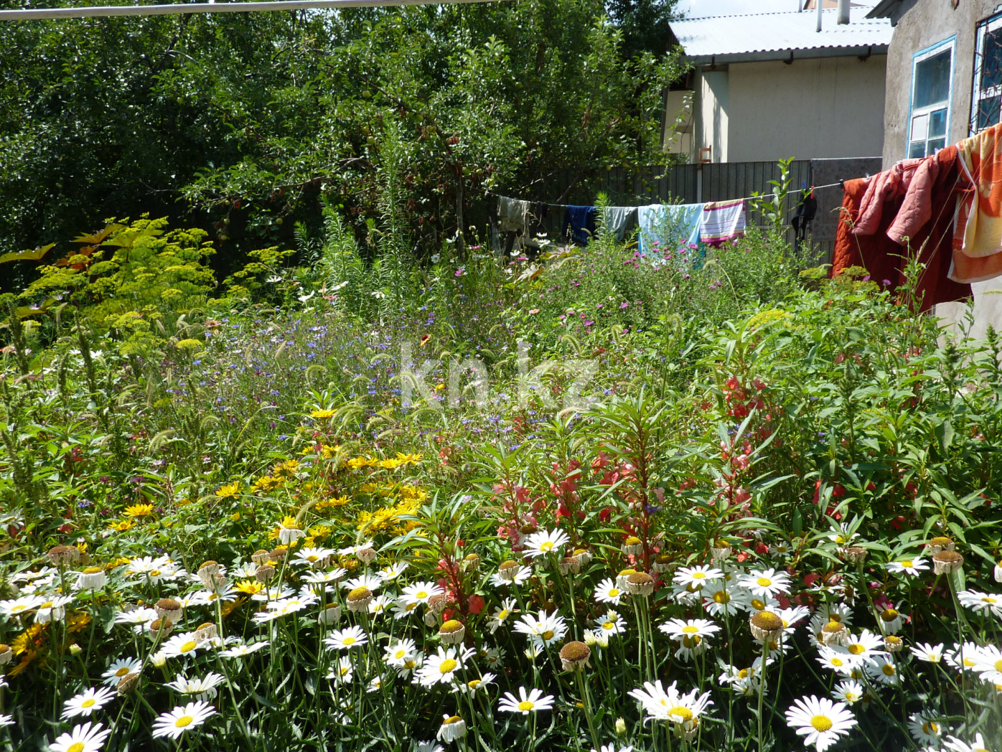 Продажа дачи, 8 сот. в Шымкенте - фото 8