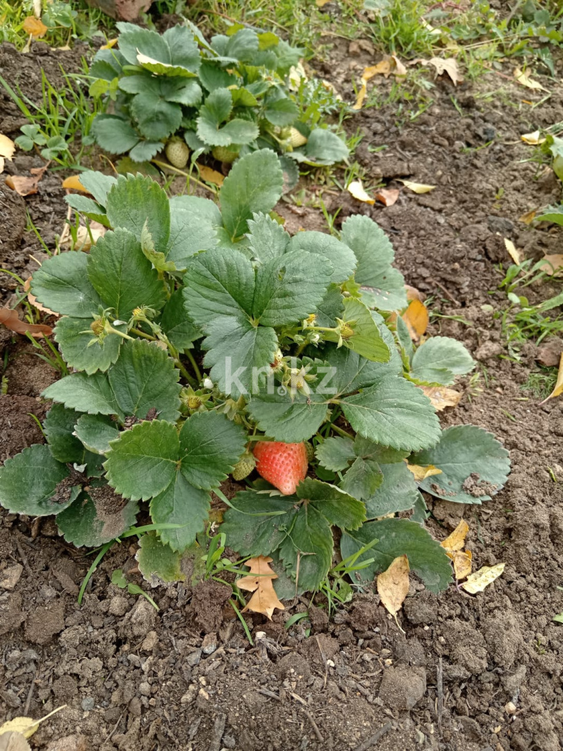 Продажа дачи, 21 сот. в Темиртау - фото 7