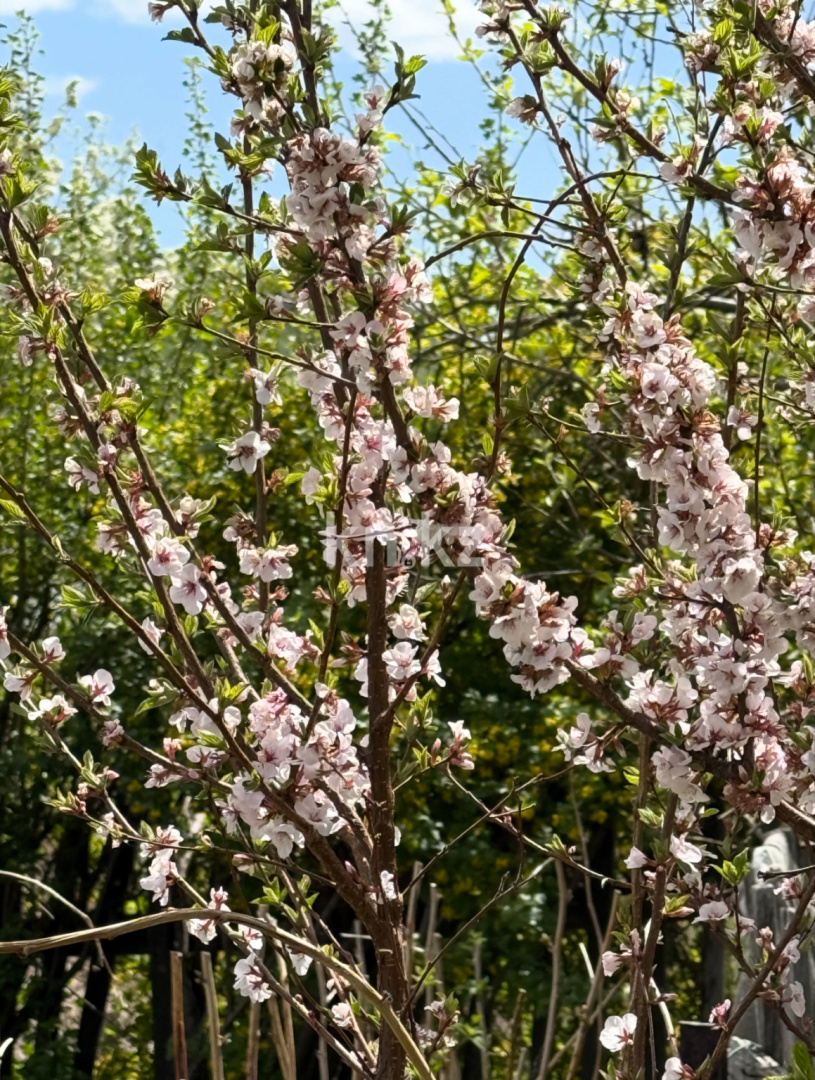 Продажа дачи, 11.4 сот., ул. Озёрная в Темиртау - фото 6