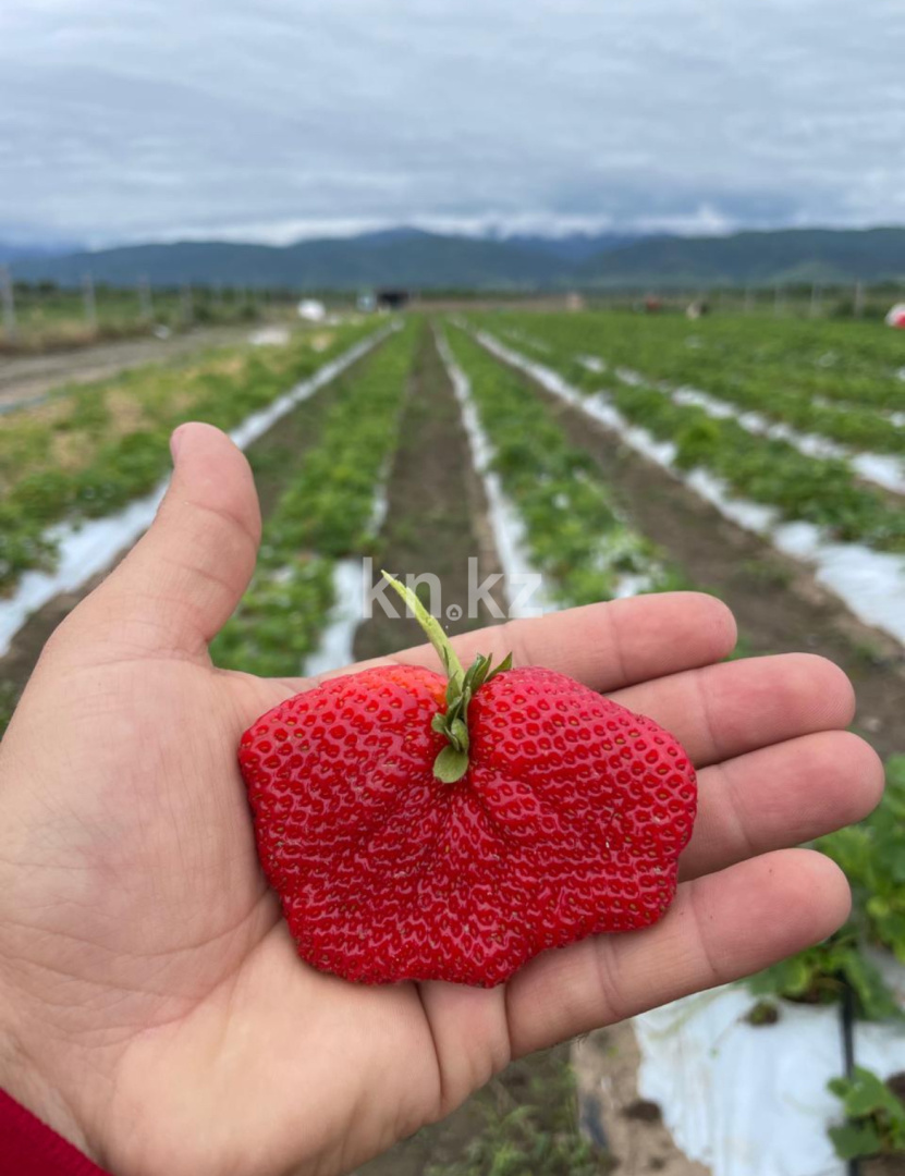 Продажа , 23500 м² в Алматы - фото 2