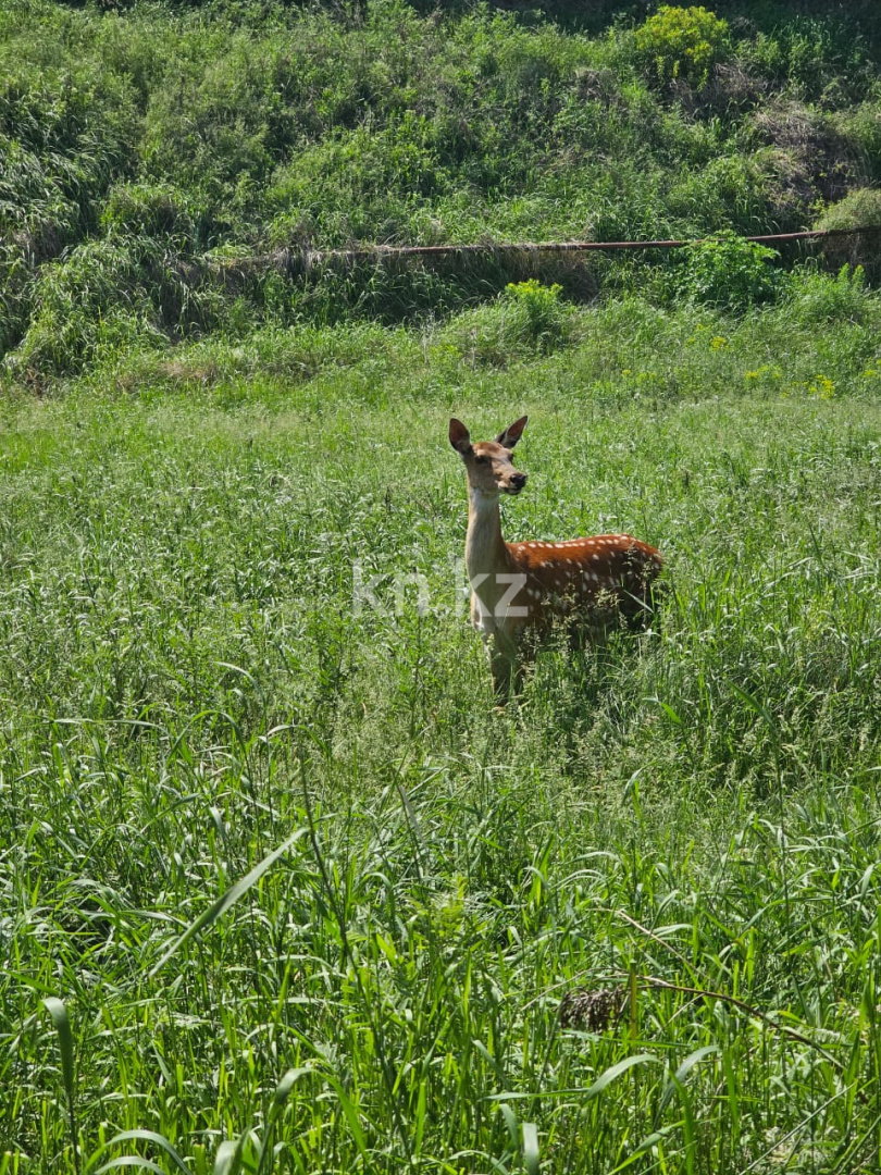 Продажа 8-комнатного дома, 1000 м², пр. Абылай хана в Алматы - фото 3