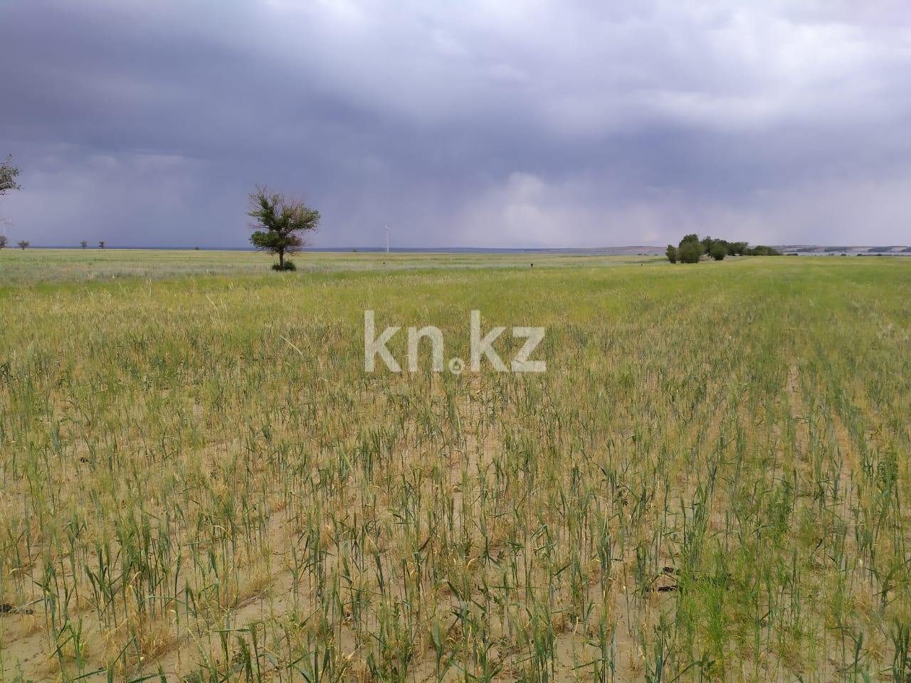 Продажа земельного участка, 4315 га, Участок 4315 в Алматинской области - фото 3