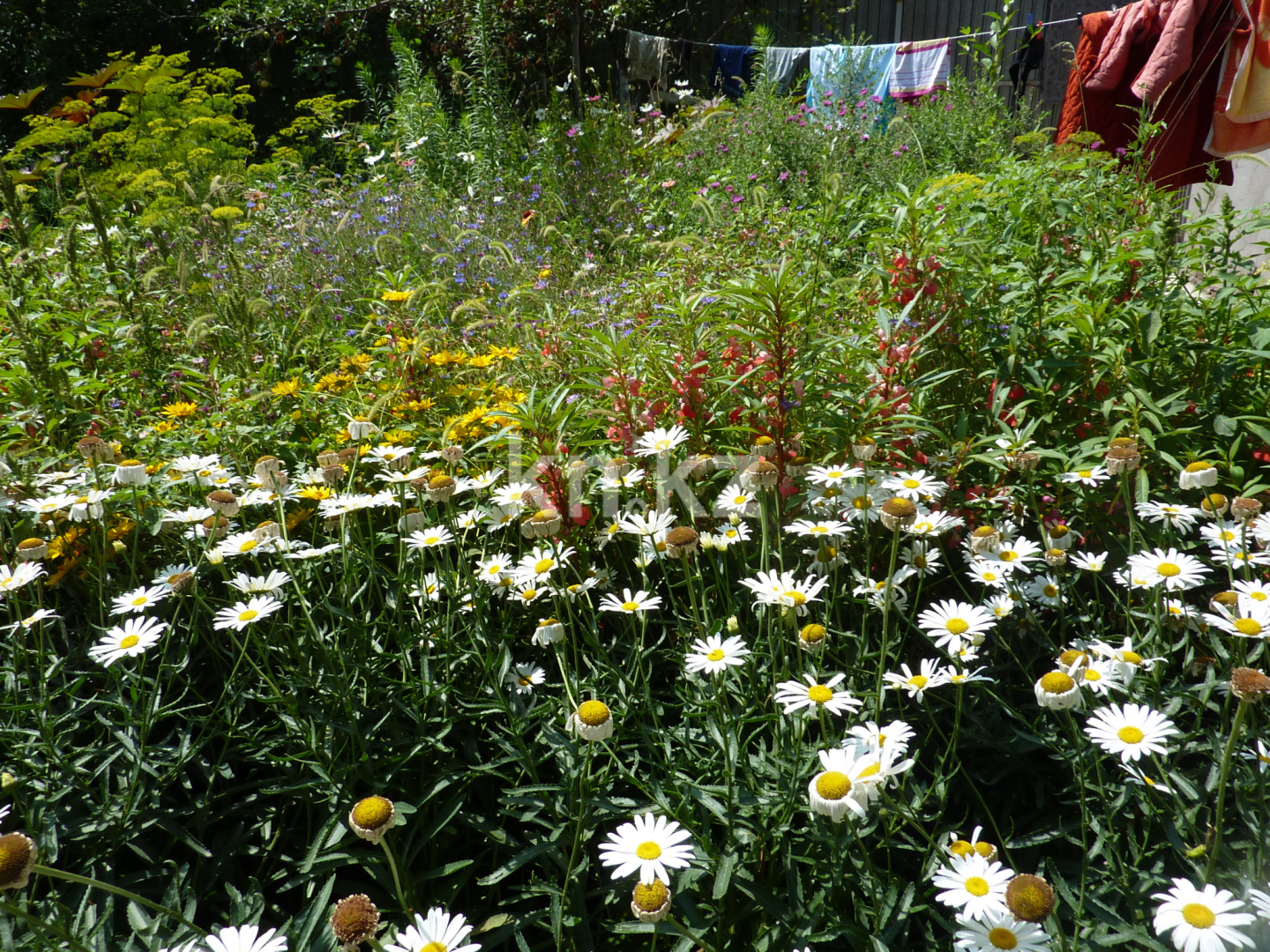 Продажа дачи, 8 сот. в Шымкенте - фото 10