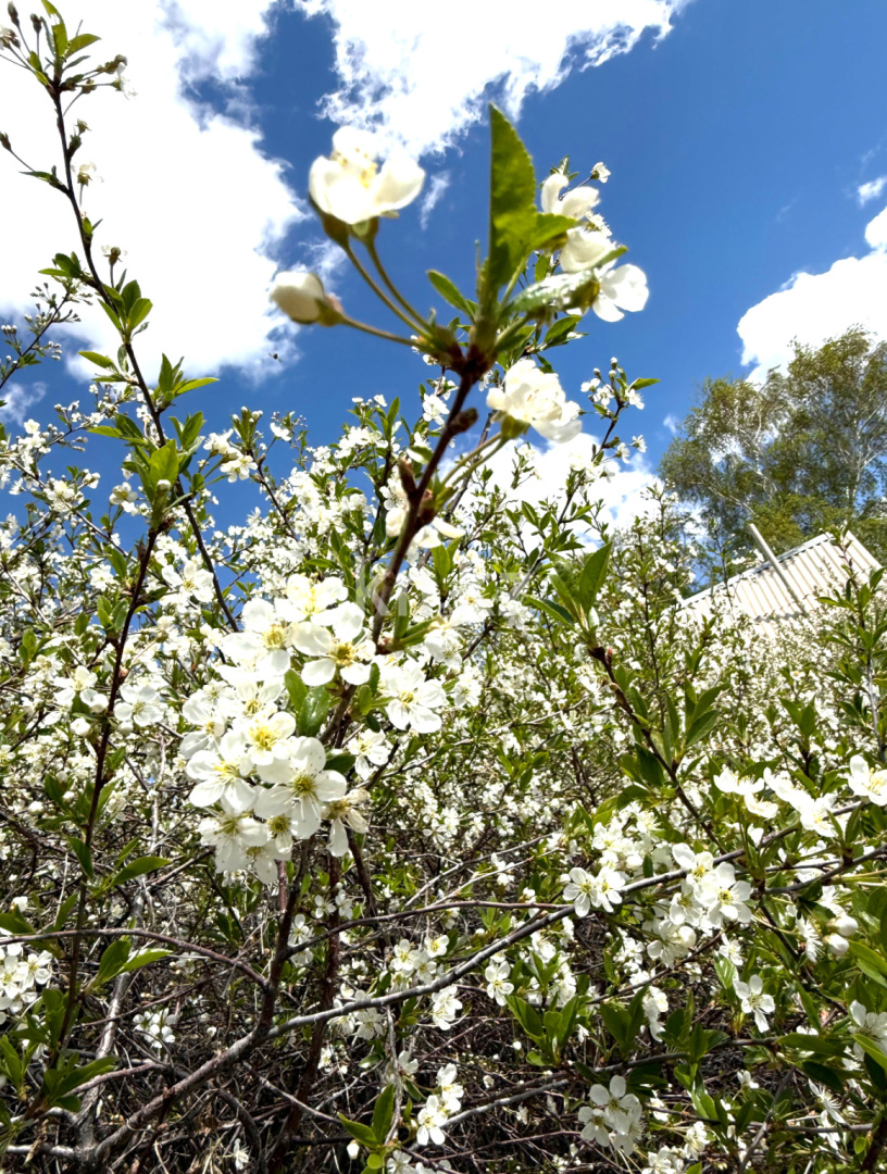 Продажа дачи, 11.4 сот., ул. Озёрная в Темиртау - фото 8