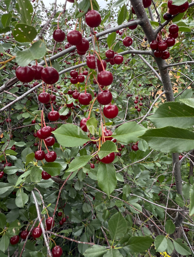 Продажа дачи, 11.4 сот., ул. Озёрная в Темиртау - фото 4