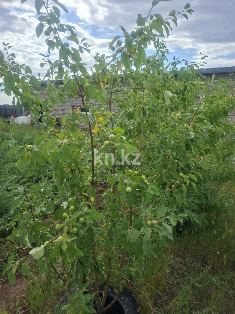 Продажа дачи, 10 сот. в Акмолинской области - фото 15