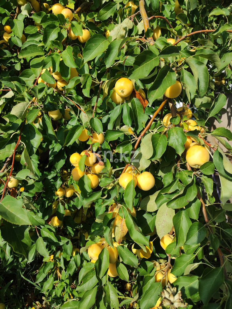 Продажа дачи, 8 сот. в Темиртау - фото 12