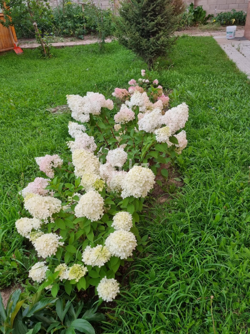 Продажа 7-комнатного дома, 450 м², Комсомольский в Астане - фото 8