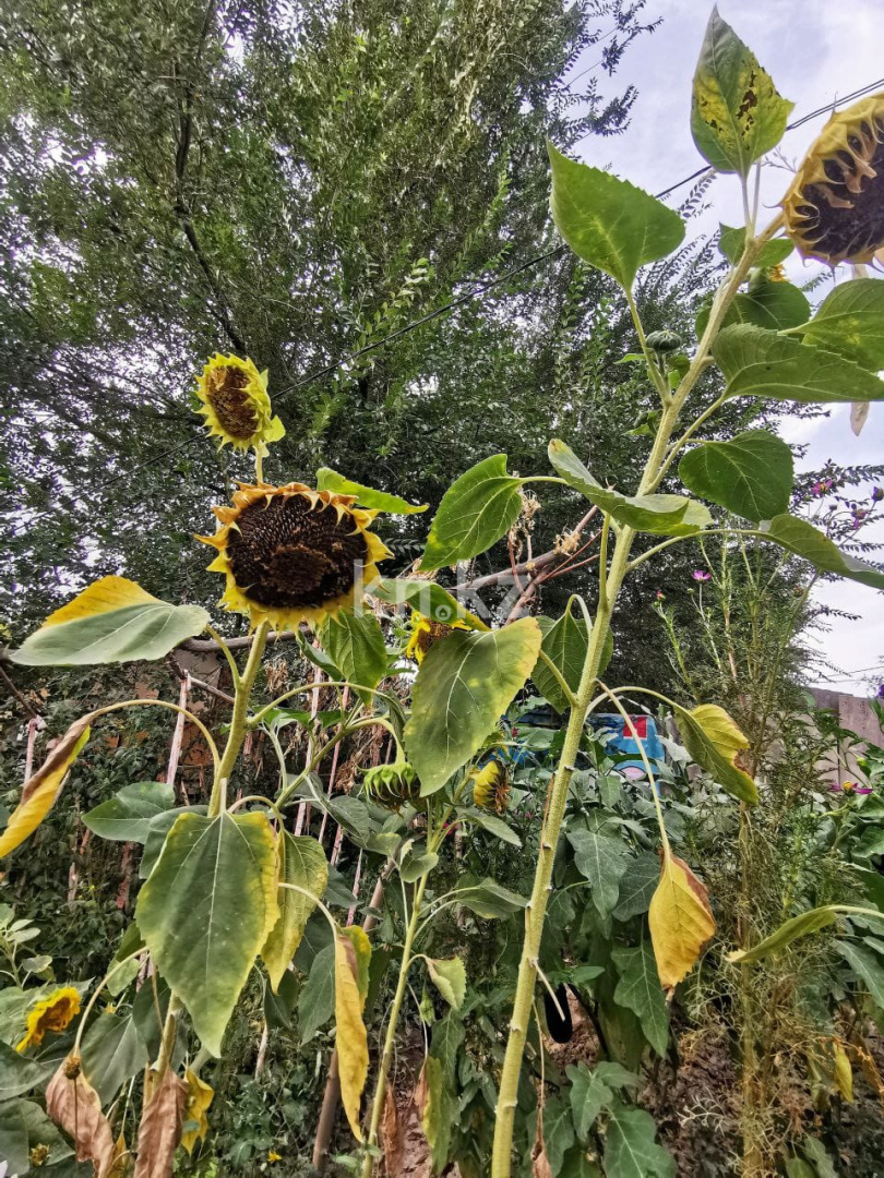 Продажа 4-комнатного дома, 60 м², Боралдай, ул.Сельский в Алматинской области - фото 7