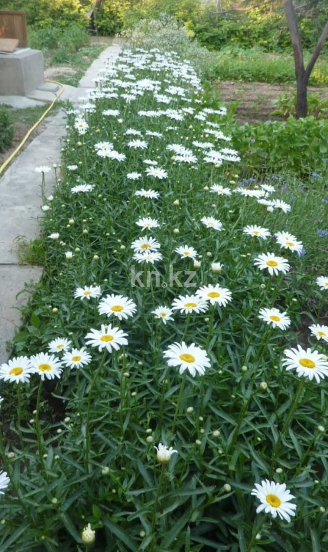 Продажа дачи, 8 сот., Жумбактас, 11 в Шымкенте - фото 6