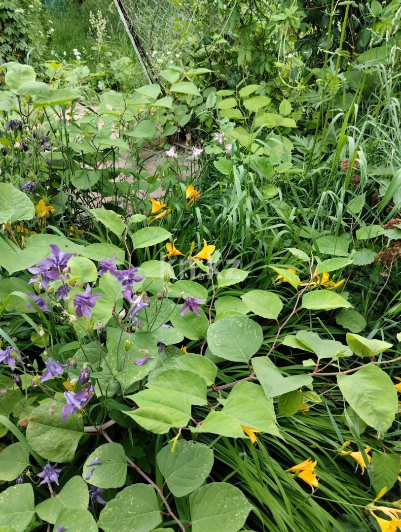 Продажа дачи, 11 сот., Юбилейный с. о. в Алматинской области - фото 24