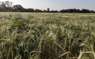 Продажа участка, 635 сот. - Продажа земельных участков в Казахстане - страница 2