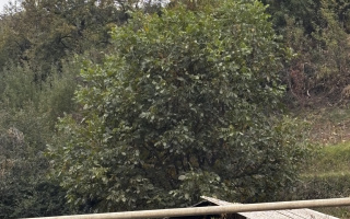 Продажа земельного участка, 6 сот., Инкардарья - Продажа земельных участков в Алматы