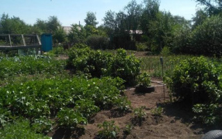 Продажа дачи, 1 сот., Цветочная - Продажа дач в Караганде